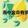 海中金命有多可怕（1985海中金命缺什么）