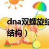 dna双螺旋结构是哪一年发现的（dna双螺旋结构）