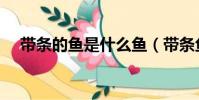 带条的鱼是什么鱼(带条鱼上期末考场)