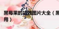黑莓果的功效图片大全(黑莓水果的功效与作用)