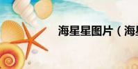 海星星图片(海星星)