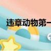 违章动物第一句歌词细思极恐（违章动物）