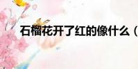 石榴花开了红的像什么(石榴花开了)