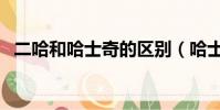 二哈和哈士奇的区别(哈士奇和狼的区别)