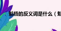 魁梧的反义词是什么(魁梧的反义词)