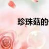 珍珠菇的做法大全家常菜（珍珠菇）