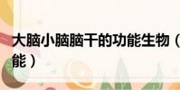 大脑小脑脑干的功能生物(大脑小脑脑干的功能)