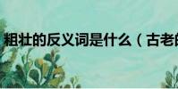 粗壮的反义词是什么(古老的反义词是什么)