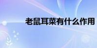 老鼠耳菜有什么作用(老鼠耳)