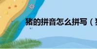 猪的拼音怎么拼写(猪的拼音)