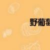野葡萄根的药效（野葡萄根）
