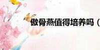 傲骨燕值得培养吗(傲骨燕)