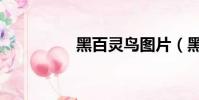 黑百灵鸟图片(黑百灵)
