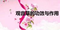 观音草的功效与作用(观音草)