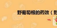 野葡萄根的药效(野葡萄根)