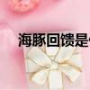 海豚回馈是什么意思（回馈是什么意思）
