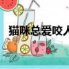 猫咪总爱咬人怎么办（猫咪爱咬人怎么办）