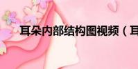 耳朵内部结构图视频(耳朵内部结构)