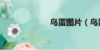 鸟蛋图片(鸟蛋)