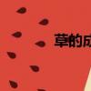 草的成语有哪些（草的成语）