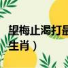 望梅止渴打最佳一个生肖（望梅止渴开过什么生肖）