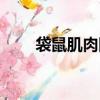 袋鼠肌肉图片大全大图（袋鼠肌肉）