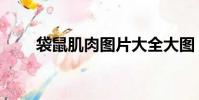 袋鼠肌肉图片大全大图(袋鼠肌肉)