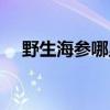 野生海参哪里买最好（野生海参哪里买）
