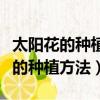 太阳花的种植方法和注意事项满天星（太阳花的种植方法）