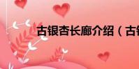 古银杏长廊介绍(古银杏长廊)
