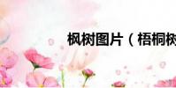 枫树图片(梧桐树图片)