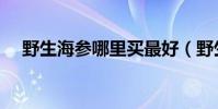 野生海参哪里买最好(野生海参哪里买)