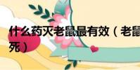 什么药灭老鼠最有效(老鼠吃了老鼠药多久会死)