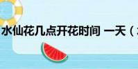 水仙花几点开花时间 一天(水仙花几点开花)