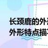 长颈鹿的外形特点描写30字左右（长颈鹿的外形特点描写）