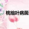 桃缩叶病菌形态图显微镜下（桃缩叶病）