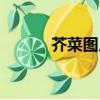 芥菜图片是什么样（芥菜图片）