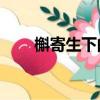 槲寄生下的吻by不姓周（槲寄生下）