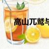 高山兀鹫与秃鹫哪个吃人（高山兀鹫）