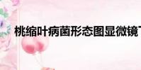 桃缩叶病菌形态图显微镜下(桃缩叶病)