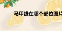 马甲线在哪个部位图片(马甲线)
