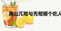 高山兀鹫与秃鹫哪个吃人(高山兀鹫)