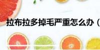 拉布拉多掉毛严重怎么办(拉布拉多掉毛)