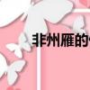 非州雁的做法（非洲雁怎么做好吃）