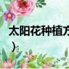 太阳花种植方法和管理要点（太阳花种植方法）