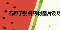 石枣子别名药材图片及功效(石枣子)