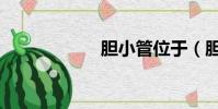 胆小管位于(胆小)