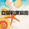 白猫和黑猫捉老鼠看图编故事（看图编故事）