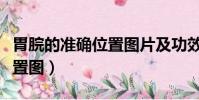 胃脘的准确位置图片及功效图(胃脘的准确位置图)