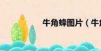 牛角蜂图片(牛角蜂)
